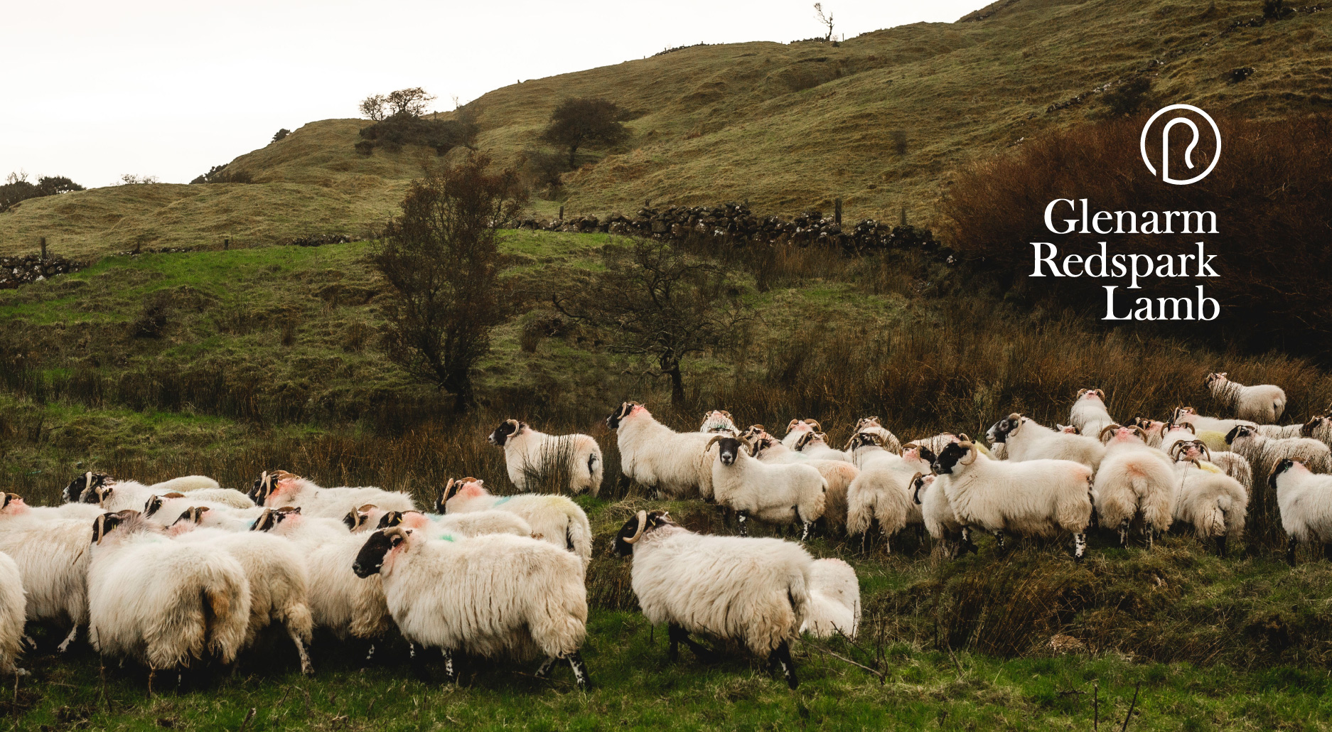 Glenarm Redspark Lamb